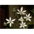 Milchsterne ( Ornithogalum umbellatumm )